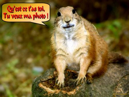 --- Humour ---
